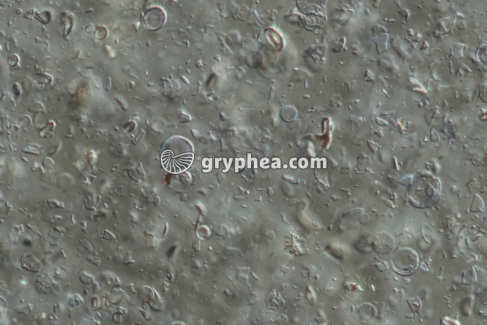 Diatomées fossiles dans une diatomite CIT x100 - gryphea.org